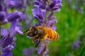 Honey Bee collecting pollen on a flower in the garden, Bee flying, bee on the flower, Super macro bee photography Royalty Free Stock Photo