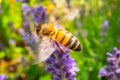 Honey Bee collecting pollen on a flower in the garden, Bee flying, bee on the flower, Super macro bee photography Royalty Free Stock Photo