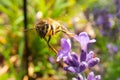 Honey Bee collecting pollen on a flower in the garden, Bee flying, bee on the flower, Super macro bee photography Royalty Free Stock Photo