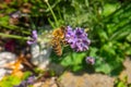 Honey Bee collecting pollen on a flower in the garden, Bee flying, bee on the flower, Super macro bee photography Royalty Free Stock Photo