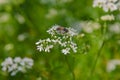 Honey bee collecting pollen flowers. Royalty Free Stock Photo