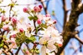 Honey Bee collecting pollen from flowers of apple tree in spring Royalty Free Stock Photo