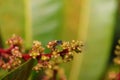 A honey bee collecting pollen on flowers of mango plant Royalty Free Stock Photo