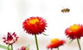 Honey bee collecting pollen from flowers.