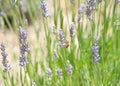 Honey bee collecting pollen from fresh lavender flowers Royalty Free Stock Photo