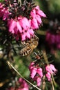 Honey bee collecting pollen from heather flowers in the springtime Royalty Free Stock Photo