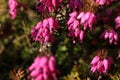 Honey bee collecting pollen from heather flowers in the springtime Royalty Free Stock Photo