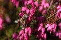 Honey bee collecting pollen from heather flowers in the springtime Royalty Free Stock Photo