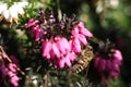 Honey bee collecting pollen from heather flowers in the springtime Royalty Free Stock Photo