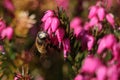 Honey bee collecting pollen from heather flowers in the springtime Royalty Free Stock Photo