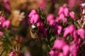 Honey bee collecting pollen from heather flowers in the springtime Royalty Free Stock Photo