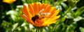 Honey Bee collecting pollen from Marigold