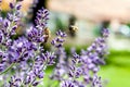 Honey bee collecting pollen on a levander flowers