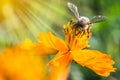 Honey bee collecting pollen and nectar from cosmos flower. Royalty Free Stock Photo