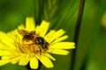 Honey bee collecting pollen and nectar from Dandelion flower Taraxacum. Natural green background Royalty Free Stock Photo