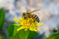 Honey bee collecting pollen and nectar from Golden Daisy flower Euryops Pectinatus Royalty Free Stock Photo