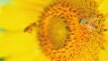 Honey bee collecting pollen and nectar on sunflower. nature, insect, flower, banner Royalty Free Stock Photo
