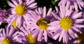 Honey Bee collecting pollen from New York Asters