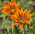 Honey bee collecting pollen on an orange daisy flower