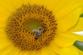 Bee collecting pollen