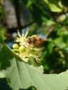 Bee collecting pollen