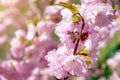 Honey bee collecting pollen from a pink blooming flower Royalty Free Stock Photo