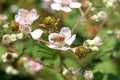 Honey bee collecting pollen from pink flowers on blackberry vines.