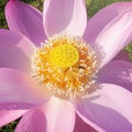 A honey bee collecting pollen on pink lotus flower Royalty Free Stock Photo