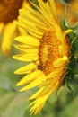 honey bee collecting pollen and pollinating sunflower in summer season, selective focus and blurred background Royalty Free Stock Photo