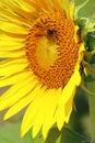honey bee collecting pollen and pollinating sunflower in summer season, selective focus and blurred background Royalty Free Stock Photo