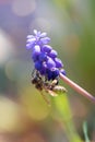 Honey bee collecting pollen from a purple blooming flower Royalty Free Stock Photo