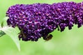 Honey bee collecting pollen on a purple buddleja flower in blur background Royalty Free Stock Photo