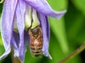 A honey bee collecting pollen in a purple flower. Royalty Free Stock Photo