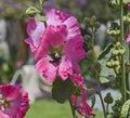 Honey bee collecting pollen on a purple hibiscus flower Royalty Free Stock Photo