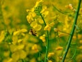 Honey bee collecting pollen on a rapeseed flower Royalty Free Stock Photo