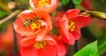 Honey Bee collecting pollen from red flowers of Japanese quince in spring Royalty Free Stock Photo