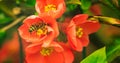 Honey Bee collecting pollen from red flowers of Japanese quince in spring Royalty Free Stock Photo