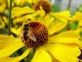 Honey bee collecting pollen on Red sun bride flower, Helenium autumnale. Arnica flower in the garden. wasp. Royalty Free Stock Photo