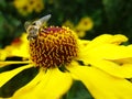 Honey bee collecting pollen on Red sun bride flower, Helenium autumnale. Arnica flower in the garden. wasp. Royalty Free Stock Photo