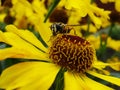 Honey bee collecting pollen on Red sun bride flower, Helenium autumnale. Arnica flower in the garden. wasp. Royalty Free Stock Photo