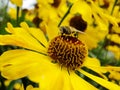 Honey bee collecting pollen on Red sun bride flower, Helenium autumnale. Arnica flower in the garden. wasp. Royalty Free Stock Photo