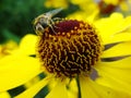 Honey bee collecting pollen on Red sun bride flower, Helenium autumnale. Arnica flower in the garden. wasp. Royalty Free Stock Photo