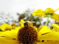 Honey bee collecting pollen on Red sun bride flower, Helenium autumnale. Arnica flower in the garden. wasp. Royalty Free Stock Photo