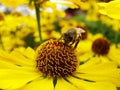 Honey bee collecting pollen on Red sun bride flower, Helenium autumnale. Arnica flower in the garden. wasp. Royalty Free Stock Photo