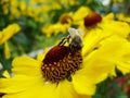 Honey bee collecting pollen on Red sun bride flower, Helenium autumnale. Arnica flower in the garden. wasp. Royalty Free Stock Photo