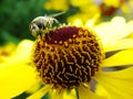 Honey bee collecting pollen on Red sun bride flower, Helenium autumnale. Arnica flower in the garden. wasp. Royalty Free Stock Photo