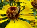 Honey bee collecting pollen on Red sun bride flower, Helenium autumnale. Arnica flower in the garden. wasp. Royalty Free Stock Photo