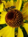 Honey bee collecting pollen on Red sun bride flower, Helenium autumnale. Arnica flower in the garden. wasp. Royalty Free Stock Photo