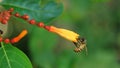 Honey Bee collecting pollen seeking nectar on Scarlet bush or Firebush or Redhead blossom Royalty Free Stock Photo