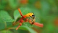 Honey Bee collecting pollen seeking nectar on Scarlet bush or Firebush or Redhead blossom Royalty Free Stock Photo